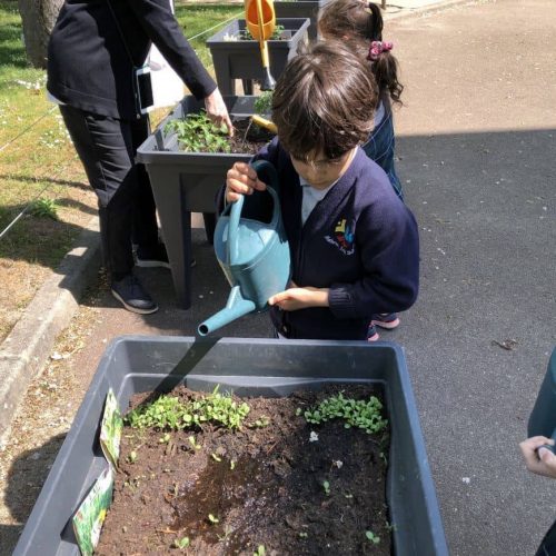 tending the strawberries